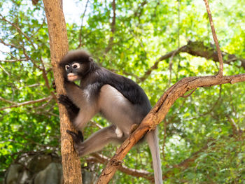 Monkey hanging on tree in forest