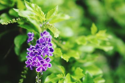 Close-up of purple flowering plant