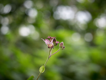 Close-up of red flowering plant