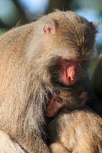 Close-up of monkey