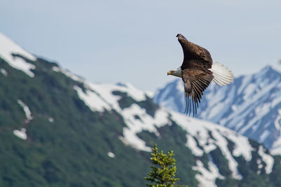 Low angle view of eagle flying in sky