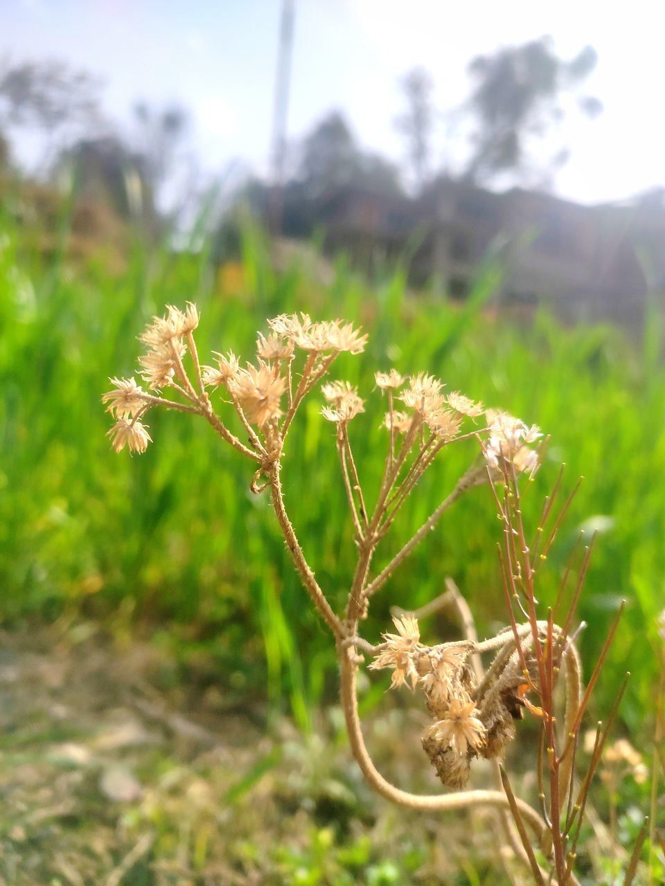 plant, nature, grass, focus on foreground, growth, agriculture, flower, field, landscape, land, beauty in nature, no people, day, crop, sky, sunlight, outdoors, prairie, rural scene, meadow, close-up, food, environment, flowering plant, food and drink, green, wildflower, tranquility, tree, freshness, leaf, shrub, summer, selective focus