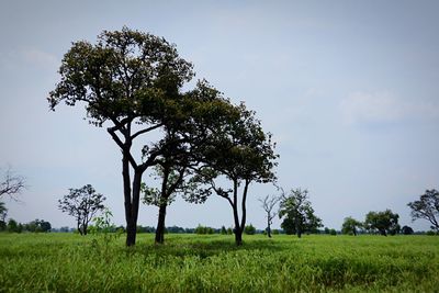 Tree on field against sky