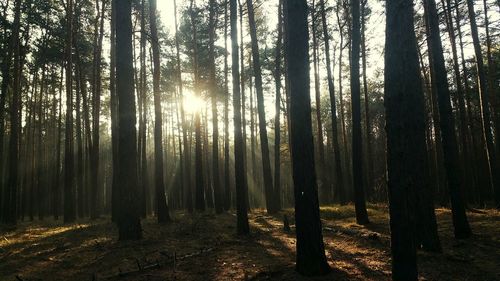 Sunlight streaming through trees in forest