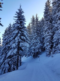 Snow covered pine trees on field against sky