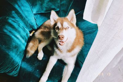 High angle portrait of dog with cat