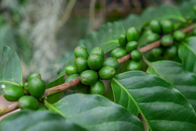 Coffee beans ripening on tree in north of thailand