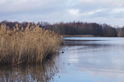 Scenic view of lake in forest against sky