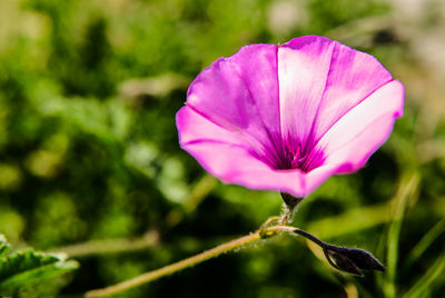 Close-up of pink flower blooming outdoors