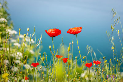 Close-up of red poppies growing on field against sky
