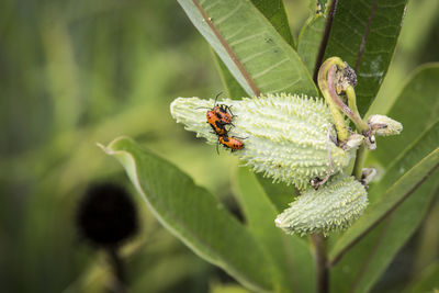 Close-up of insect pollinating flower