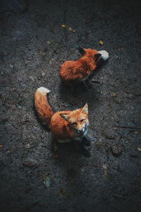 High angle view of foxes in a forest