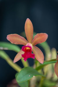 Close-up of pink flower