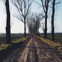 Road passing through forest