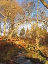 Trees in forest during autumn