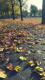 Close-up of autumn tree against sky