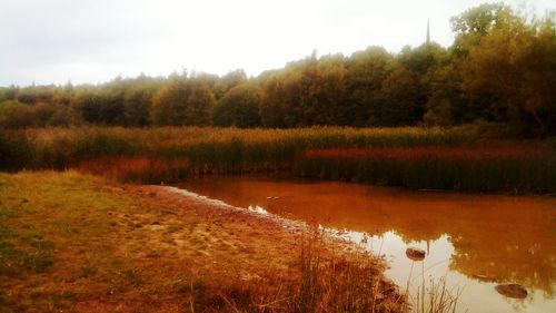 Scenic view of lake in forest