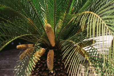 Close-up of palm tree