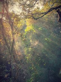 Trees in forest during autumn