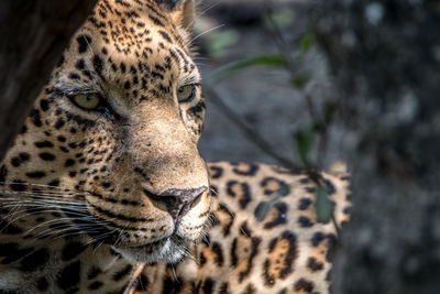 Close-up of leopard in forest