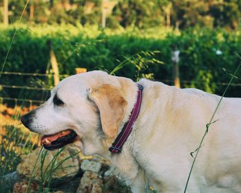 Dog looking away