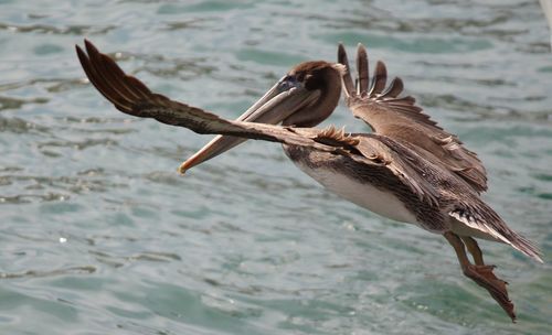 Close-up of seagull flying over lake