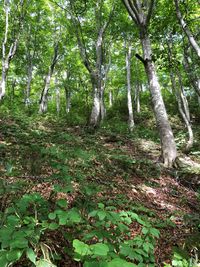 Trees growing in forest