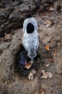 High angle view of bird on land