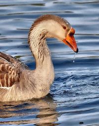 Close-up of swan swimming in lake