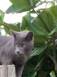 Close-up portrait of cat