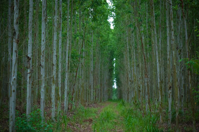 Scenic view of trees in forest