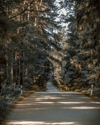 Road amidst trees in forest