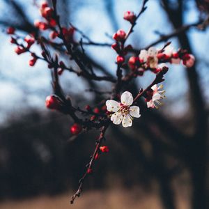 Close-up of cherry blossoms in spring