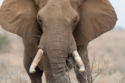 Close-up of elephant