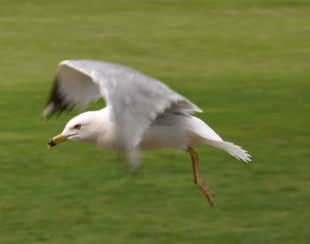 Close-up of bird flying