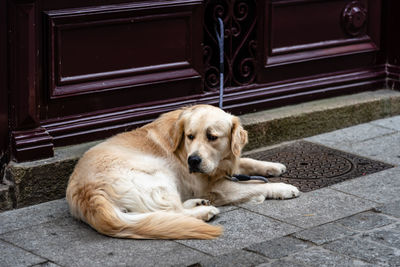 Golden retriever sitting at house door