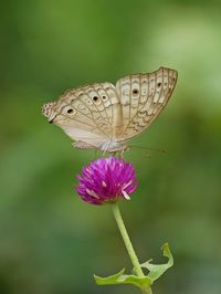 Close-up of butterfly pollinating on pink flower