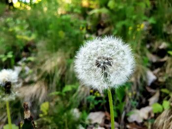 Close-up of white dandelion flower
