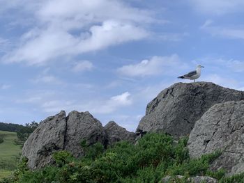 Low angle view of seagull perching on rock against sky