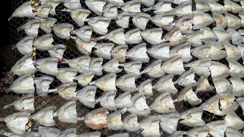 Close-up of fish for sale in market