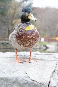 Close-up of mallard duck