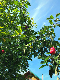 Low angle view of fruits growing on tree against sky