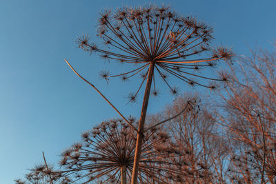 Low angle view of flowering plant against clear blue sky