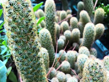 Close-up of prickly pear cactus