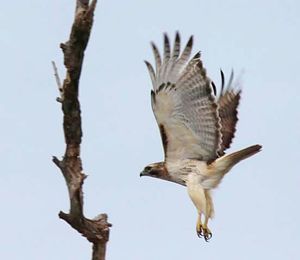 Low angle view of birds perching on tree against clear sky