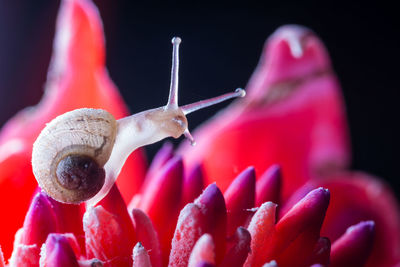 Close-up of snail on pink flower against black background