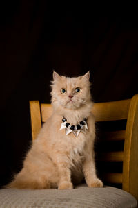 Portrait of cat wearing necklace on chair against black background