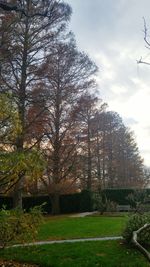 Low angle view of trees against sky