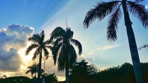 Low angle view of palm trees against sky