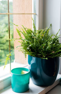 Close-up of potted plant on window sill